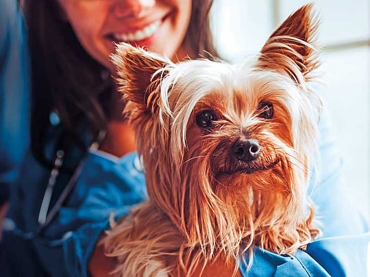 6 Common pet health problems and solutions