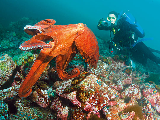 Female octopuses thwart male harassment by throwing debris: Study