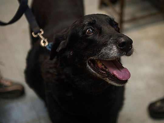 Dog reunites with family after 10 years