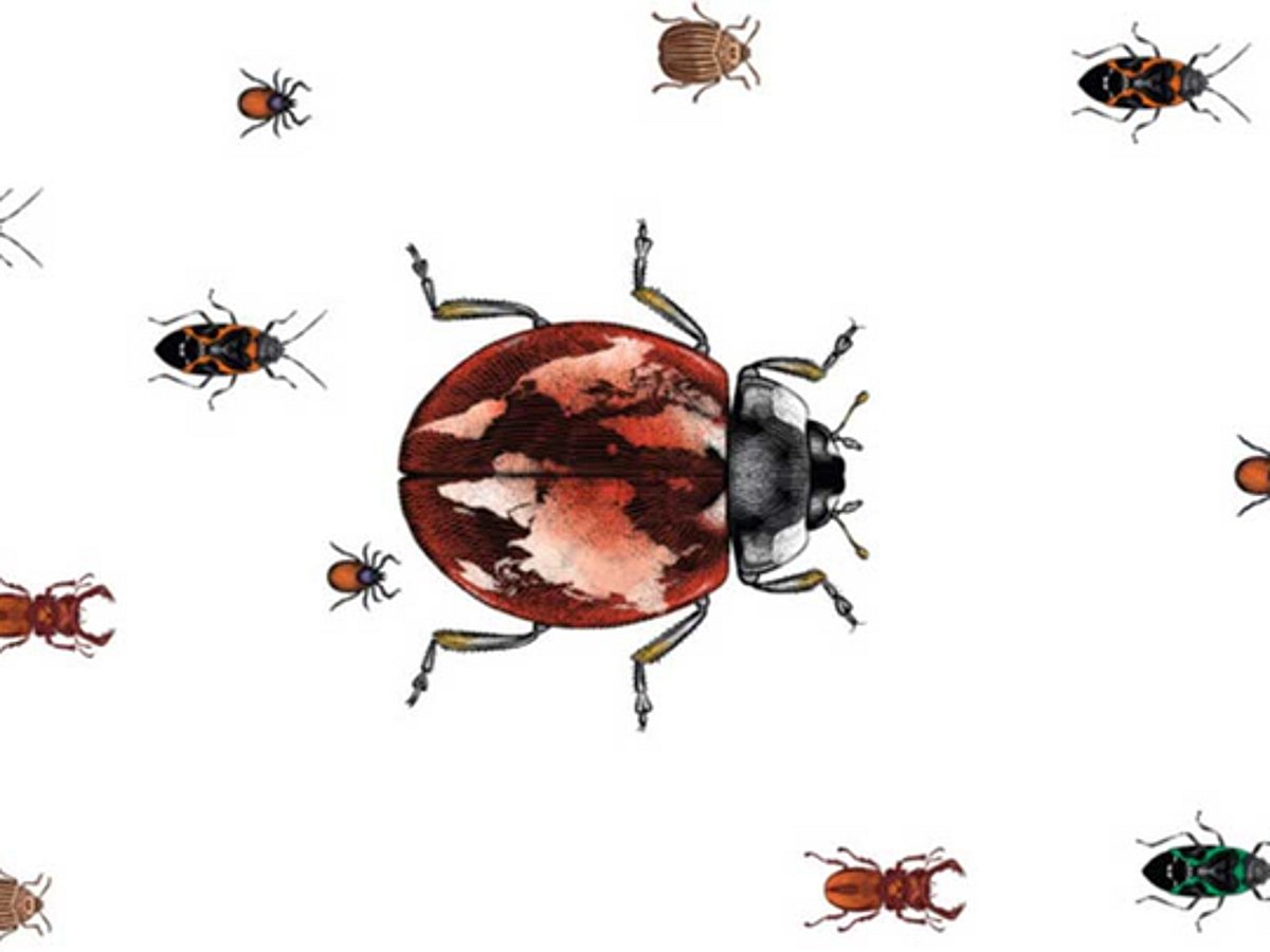 Is a global insect Armageddon underway?