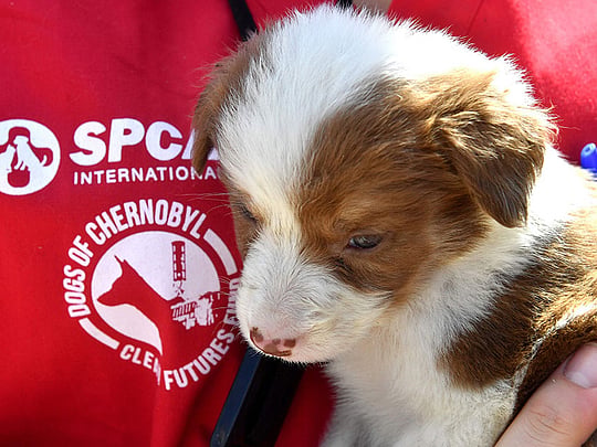 New lease on life for Chernobyl's stray dogs