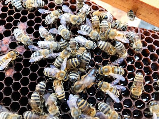 Pakistan encourages farmers to take up beekeeping