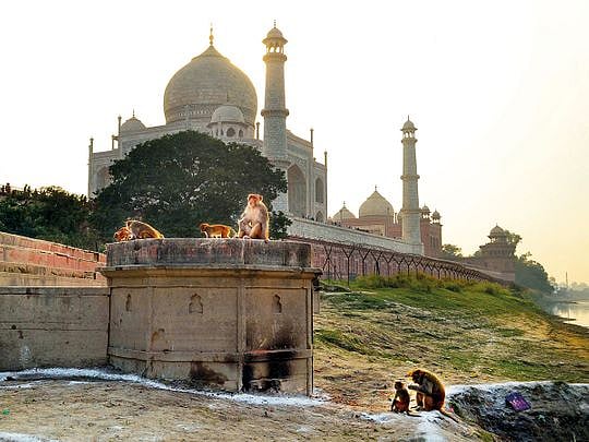 Monkey attacks scare tourists at Taj Mahal