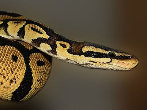 Python swallows woman whole in Indonesia