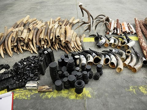 Ivory Theft 2,272 pieces of ivory seized in Dubai to be destroyed