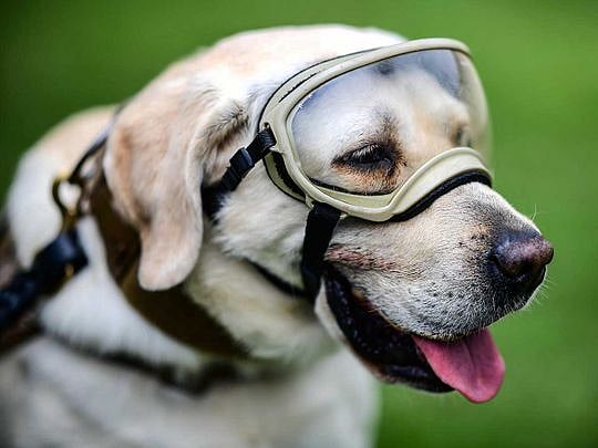 Famous rescue dog Frida retires in Mexico