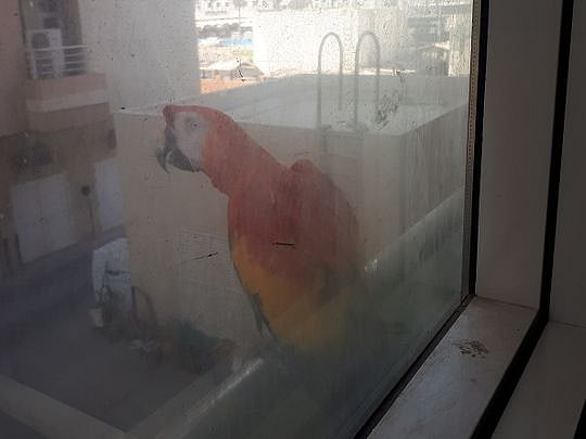 View of Watch: Giant scarlet macaw lands on Dubai resident’s window
