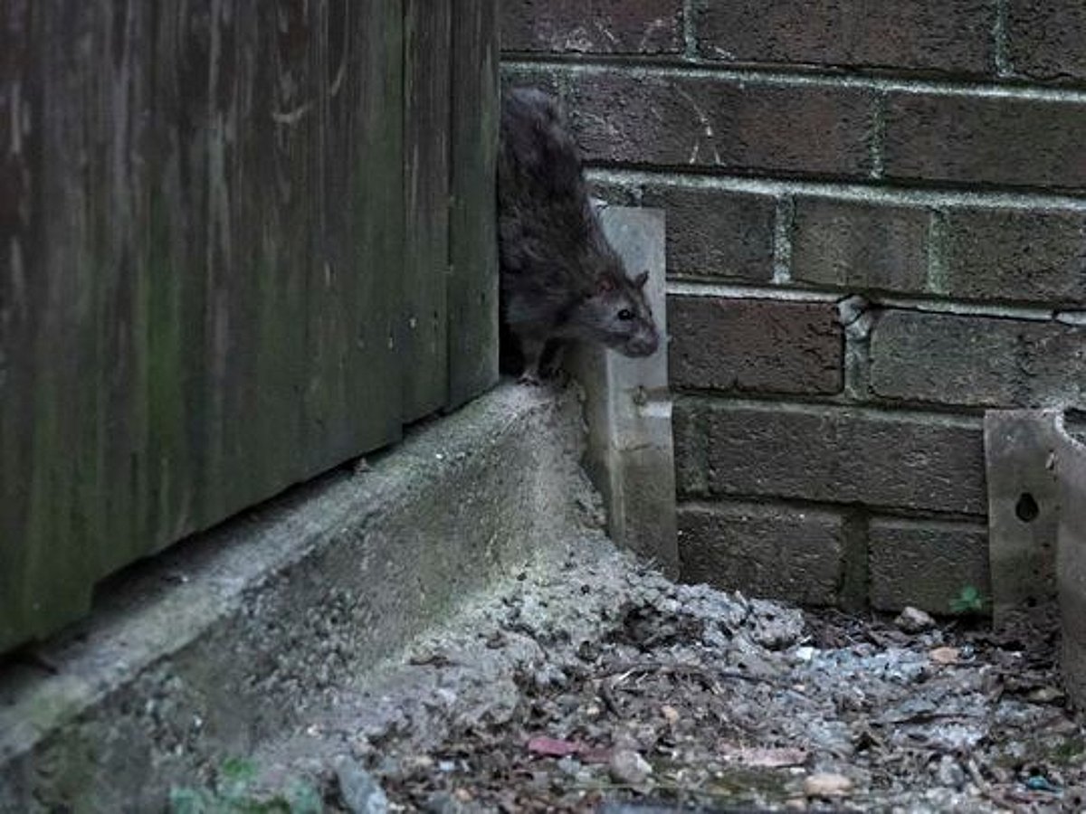 Canada Rats How Alberta in Canada became rat free for 70 years