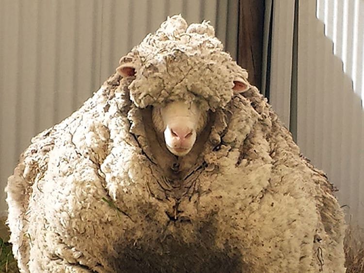 Chris the sheep, famed for record-breaking fleece, dies