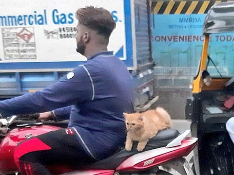 Cat's bike ride picture amuses Twitter users