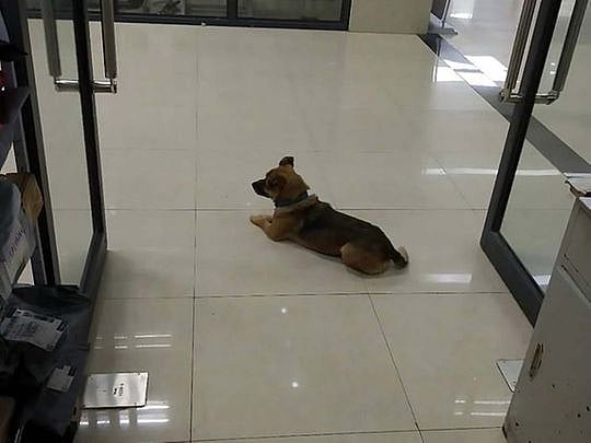 Coronavirus: Loyal dog in China waits at hospital for three months for ...