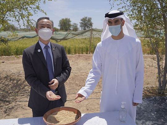 UAE grows its own rice in game-changing sustainability project