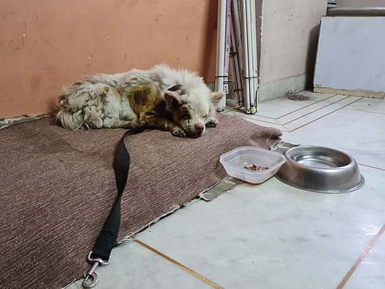 India: Dog allegedly tied to car, dragged in Delhi, netizens outraged ...