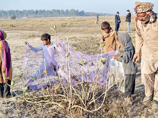 Watch: Pakistan turns locust threat into chicken feed
