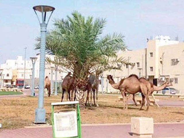 Saudi Arabia plans first digital platform for camel owners, industry ...