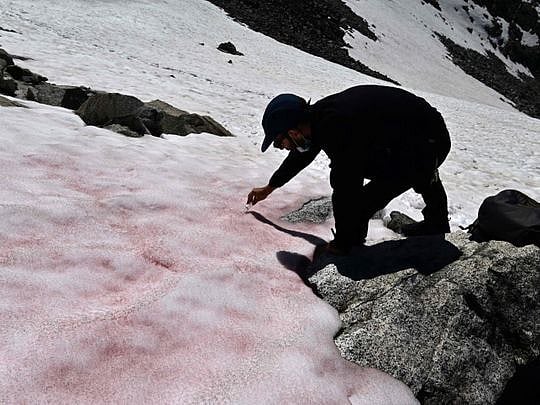 Pink ice in Italy's Alps sparks algae probe