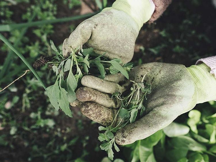 UAE Boosts Food Security: 140 New Local Products, Expanded Dairy and ...
