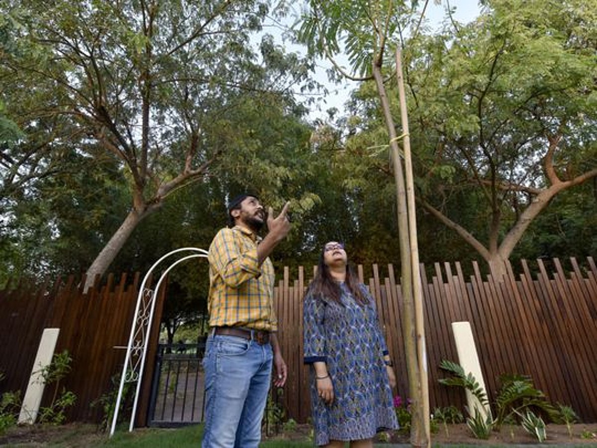 Damas trees can wreak havoc in your home garden in the UAE