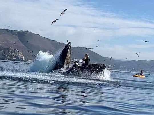 Watch A humpback whale almost swallows kayakers near a California beach