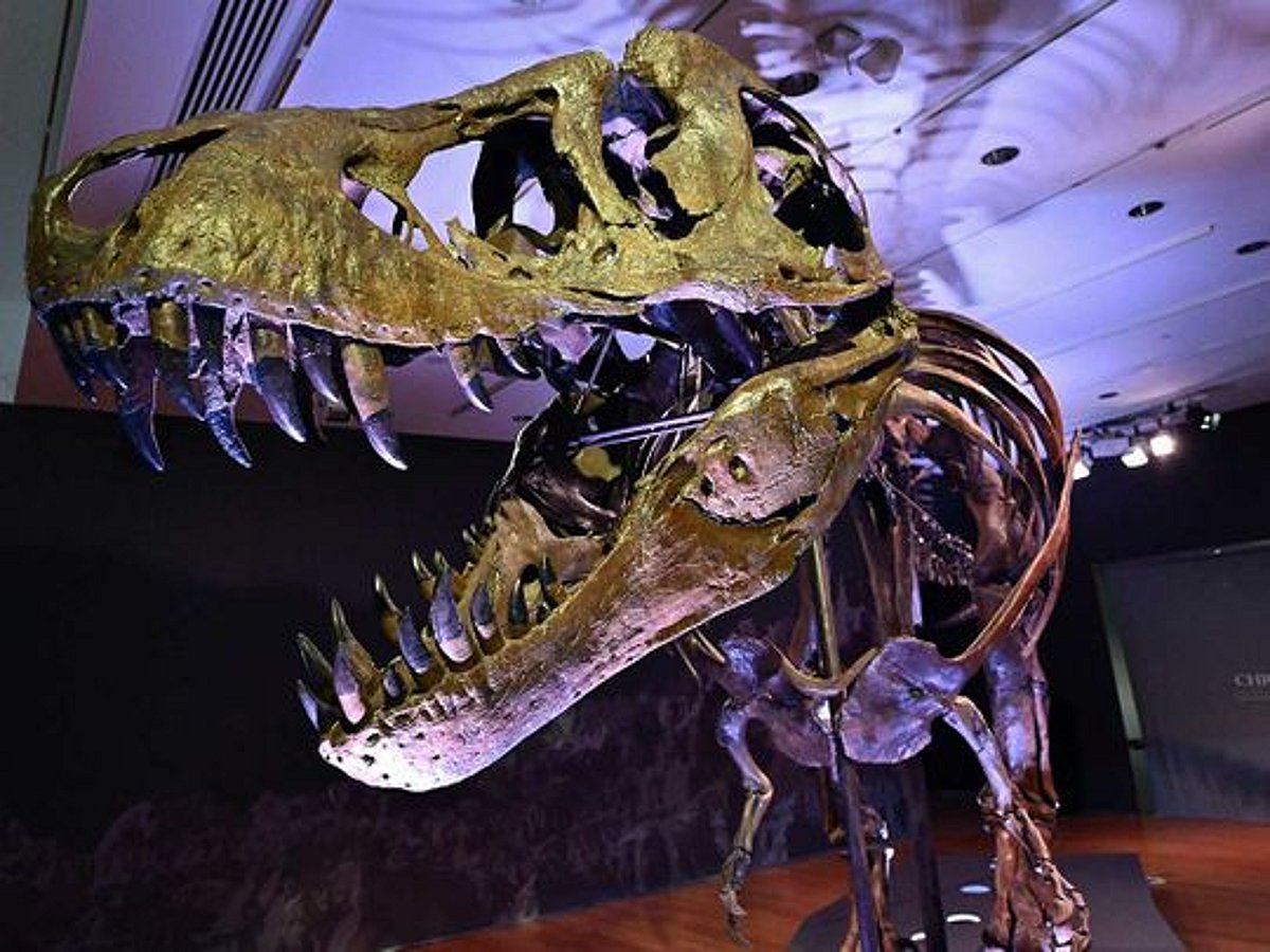 Tyrannosaurus Rex skeleton expected to fetch up to $25m at auction