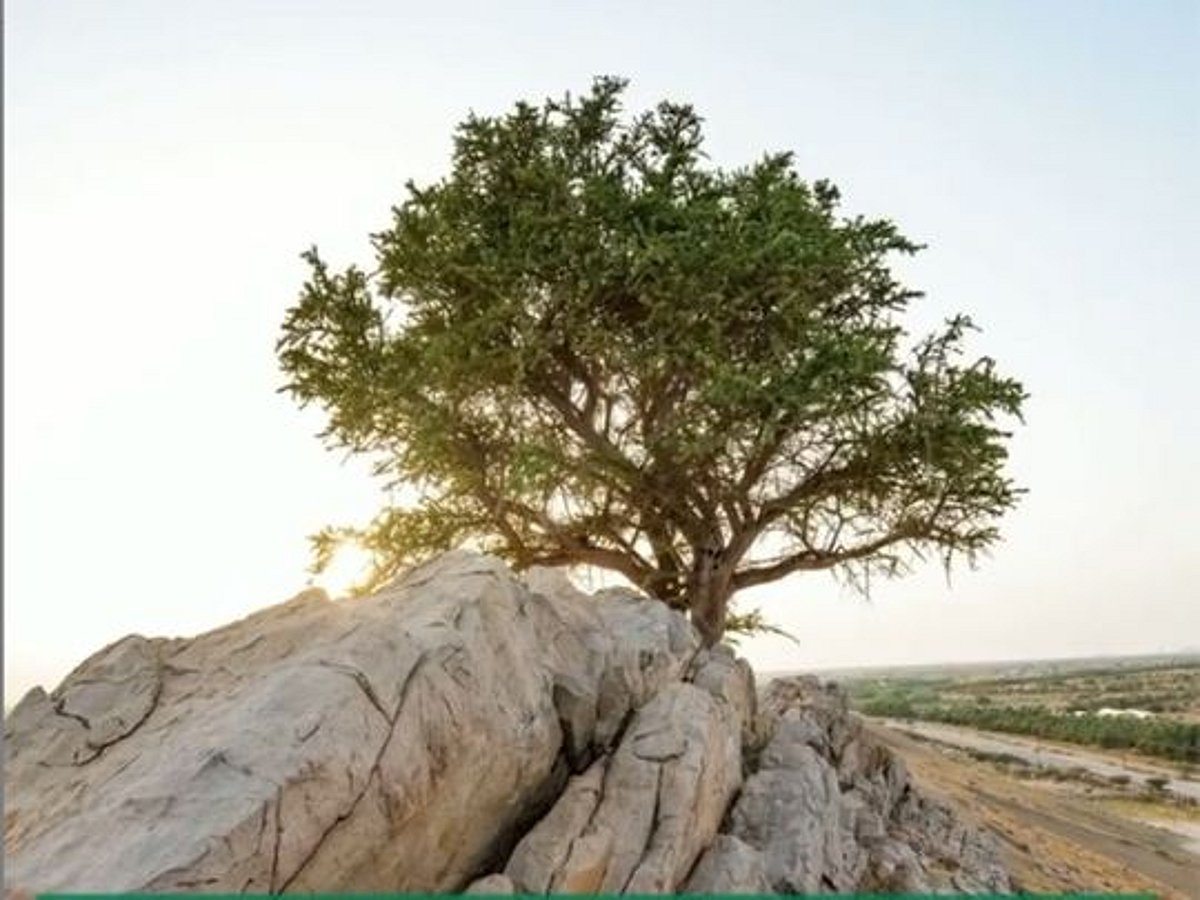 Abu Dhabi plants seedlings of rare Al Sarh tree that can grow up to ...