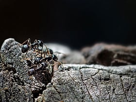 Ant garnish on dessert? Michelin-star restaurant owner faces jail