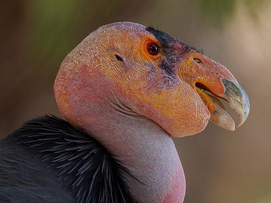 Study shows condors, an endangered species, can reproduce without mating