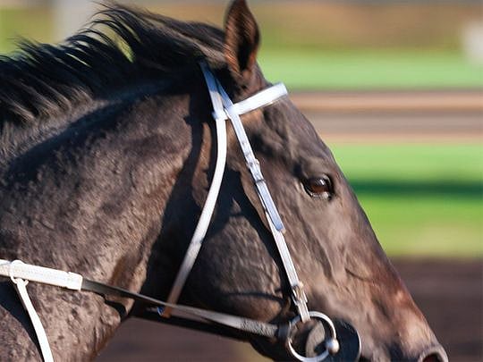 Saudi Arabia: DNA tests to verify horse lineage