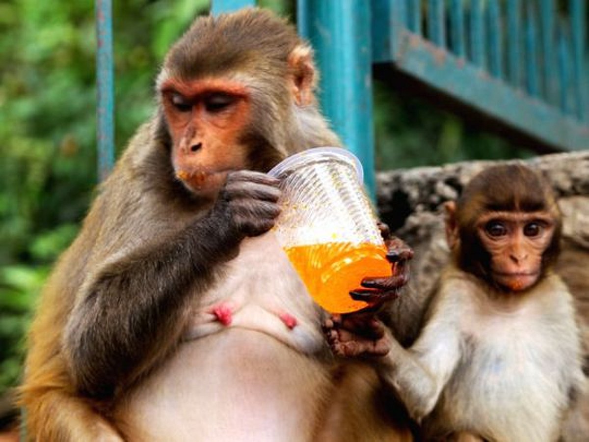 Begging Racket India India: Baby monkey rescued from begging racket at Chennai’s Marina beach