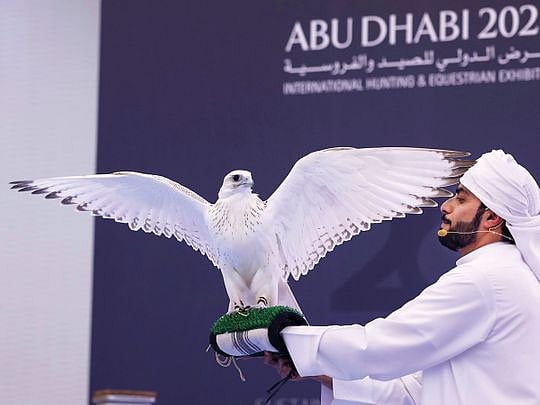 UAE: American falcon fetches record price of over Dh1 million at Abu ...