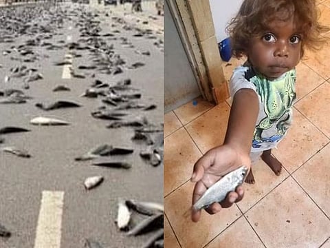 Residents stunned as fish 'rained from the sky' over remote Australian desert town, photos go viral