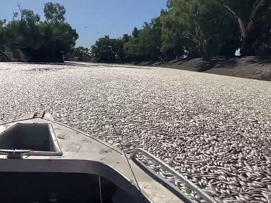 Video: Millions of dead fish clog Australian river