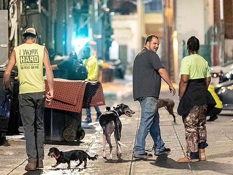 Washington recruits dogs and cats in war on rodents