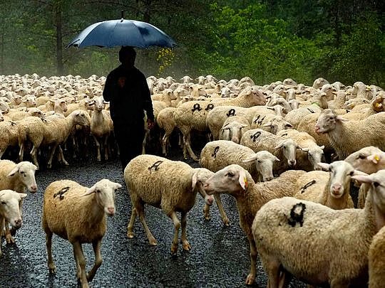 Photos: A shepherd keeps up the ancient rite of guiding sheep across ...