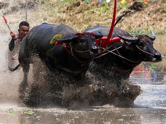 Photos: Thai buffalo race marks start of rice growing season