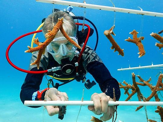 High ocean temperatures are harming the Florida coral reef. Rescue ...