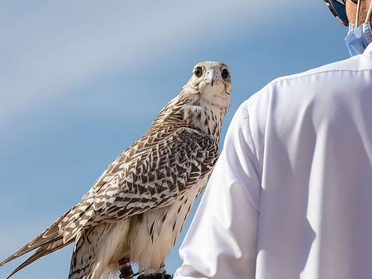 UAE releases 63 falcons into the wilds of Kazakhstan
