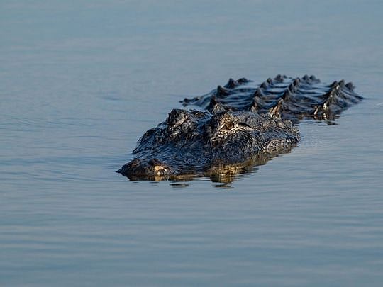 Woman's body found in 13-foot alligator's jaws in Florida