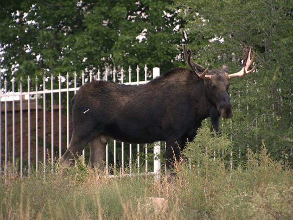 Moose shot dead after bringing Stockholm metro line to halt