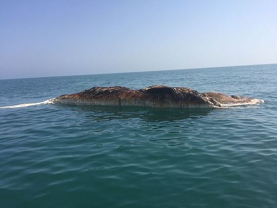 Watch: 31-metre-long dead whale spotted off coast of Ras Al Khaimah