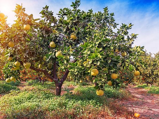 Saudi Arabia breaks Guinness World Records for world's largest farm