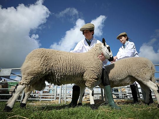 Photos: British teens rear sheep, alpacas, goats and chickens in urban ...