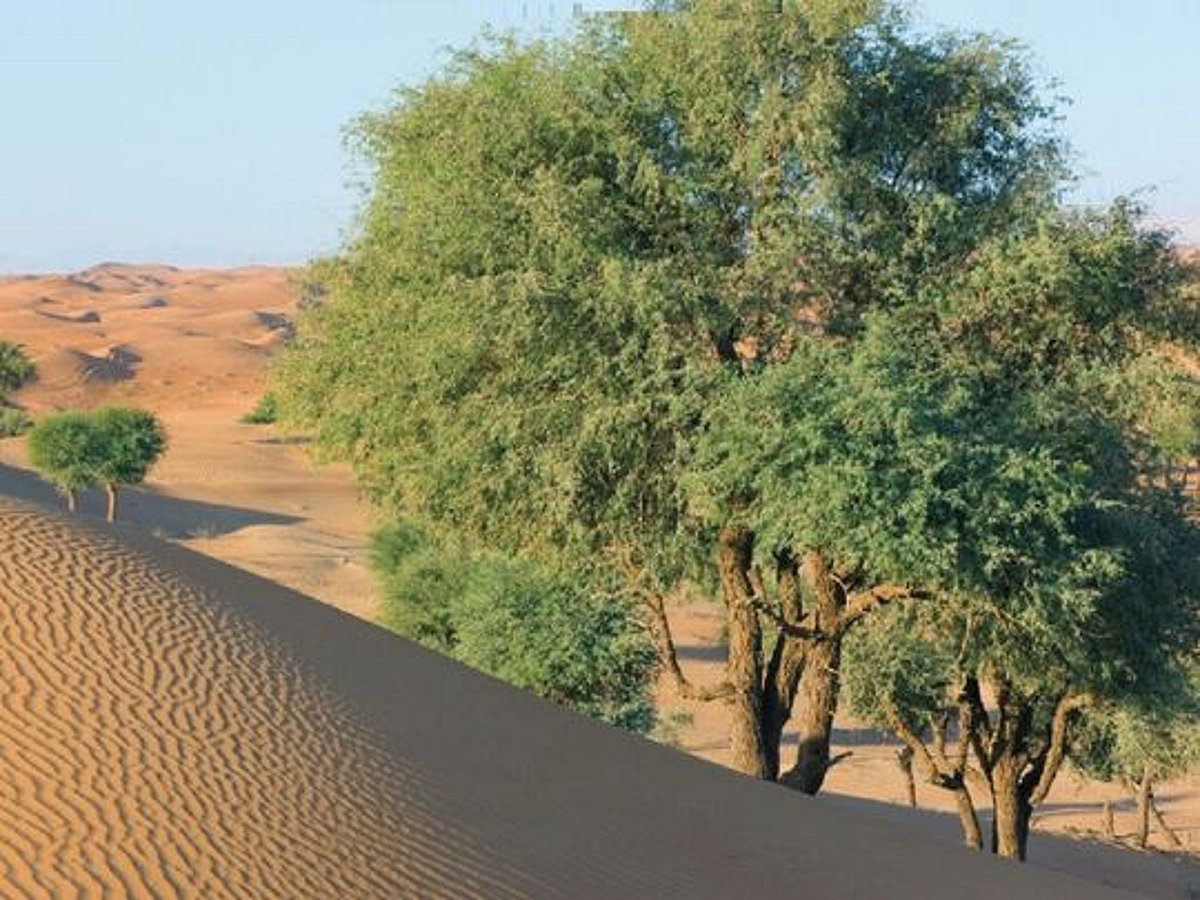 UAE: Whole-genome sequencing of ghaf tree unveiled at Arab Health 2024