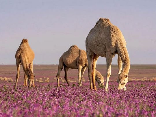 Rafha wilderness: Camels and lavender share stage in Saudi springtime
