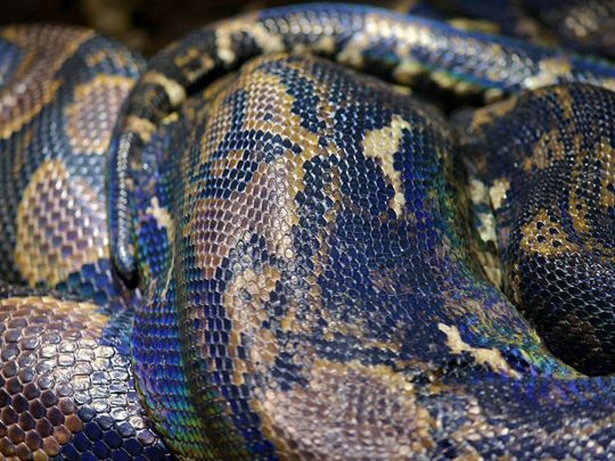 Woman found dead swallowed by python in Indonesia