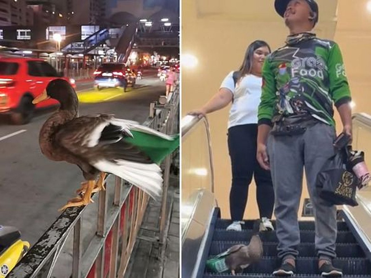 Video: 'Hardworking’ food delivery duck in the Philippines goes viral