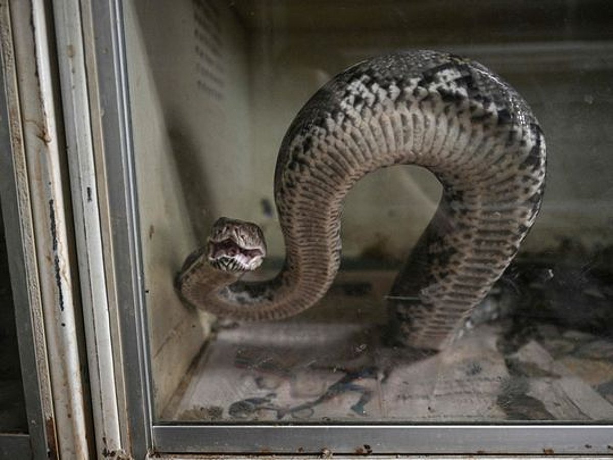 Python Meat Farm Snakes on a plate: Why python meat could be a protein alternative