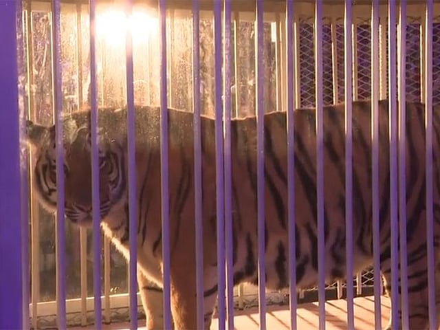 Tiger Crowd Tiger paraded before US football game sparks complaint
