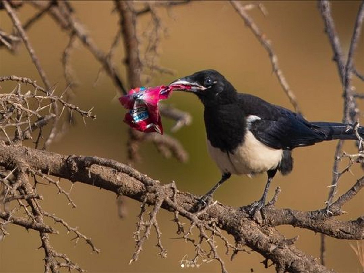 False Magpie Saudi photographer’s seven-year mission to save endangered Asir magpie