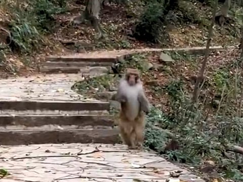 From adversity to inspiration: A monkey with a broken limb walking on ...